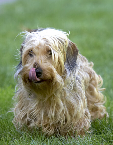 Dog, Dogs, Henry, Tongue, Wirehaired Miniature Daschund