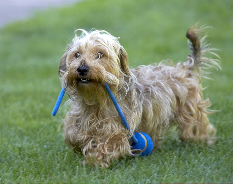 Dog, Dogs, Henry, Wirehaired Miniature Daschund
