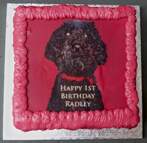 Birthday, Cake, Dog, Dogs, Poodle, Radley