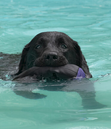 Dog, Dogs, Labrador, Millie, Pool, Swimming