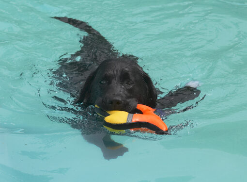 Dog, Dogs, Labrador, Millie, Pool, Swimming