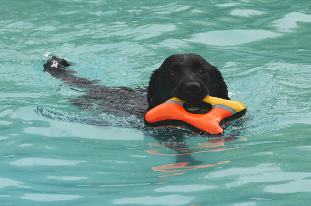 Dog, Dogs, Labrador, Millie, Pool, Swimming