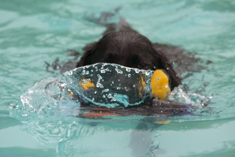 Dog, Dogs, Labrador, Millie, Pool, Swimming