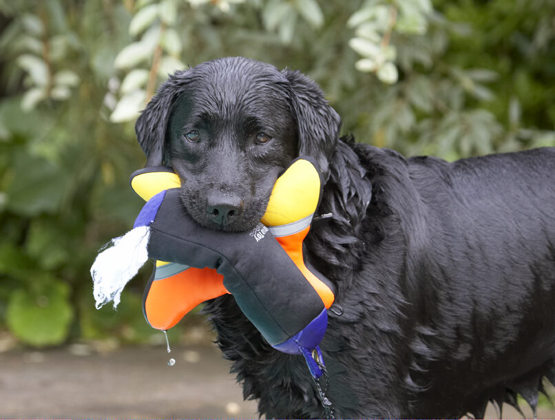Dog, Dogs, Labrador, Millie, Pool, Swimming