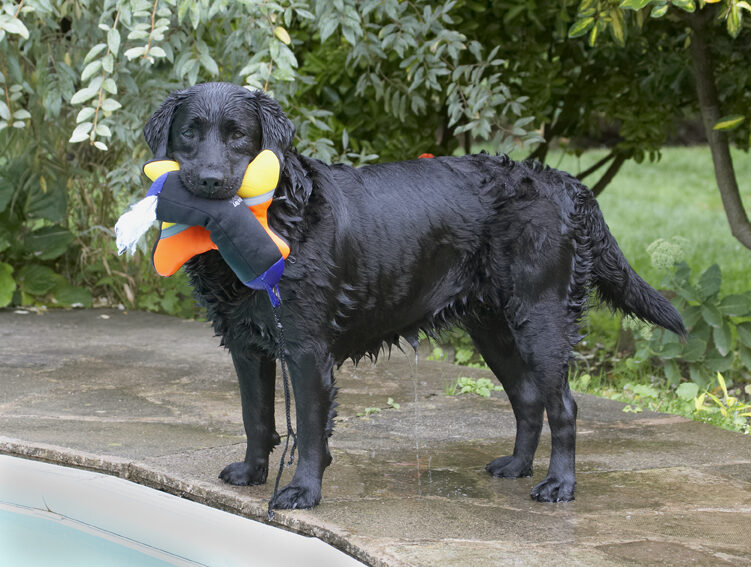 Dog, Dogs, Labrador, Millie, Pool, Swimming