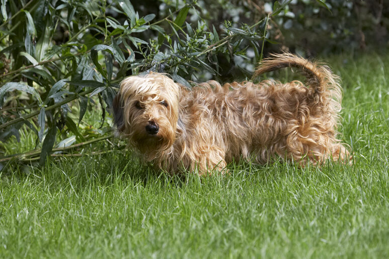 Dog, Dogs, Henry, Wirehaired Miniature Daschund