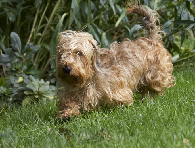 Dog, Dogs, Henry, Wirehaired Miniature Daschund
