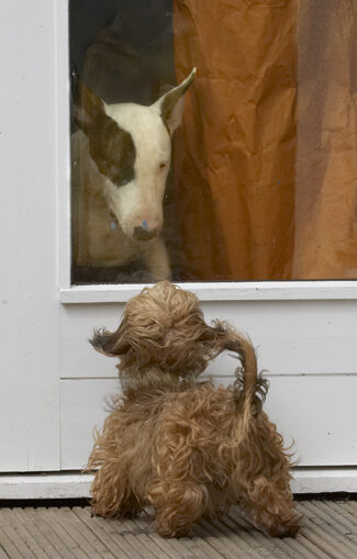 Dog, Dogs, English Bull Terrier, Henry, Mana, Terriers, Wirehaired Miniature Daschund