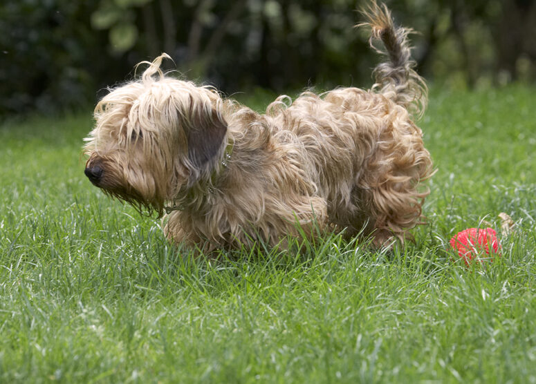 Dog, Dogs, Henry, Wirehaired Miniature Daschund