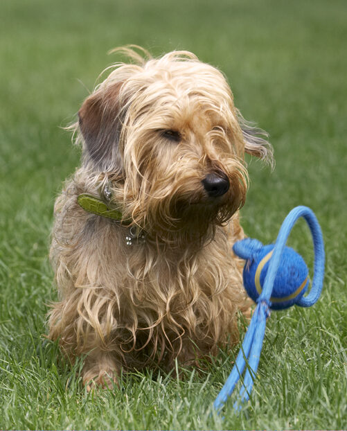 Dog, Dogs, Henry, Wirehaired Miniature Daschund
