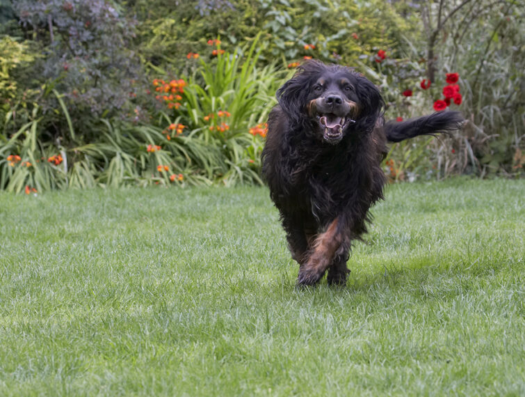 Cassie, Dog, Dogs, Gordon Setter, Molly