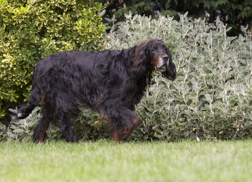 Barclay, Dog, Dogs, Gordon Setter