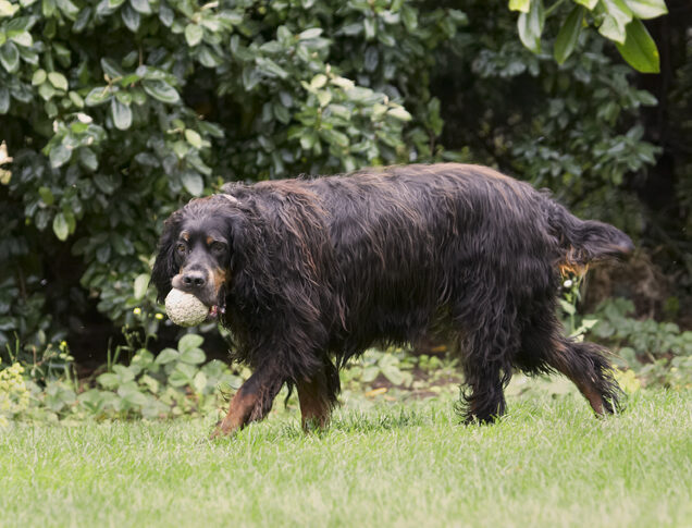 Cassie, Dog, Dogs, Gordon Setter, Molly