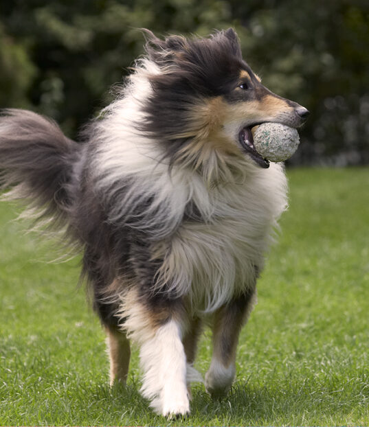 Collies, Dog, Dogs, Rough Collie, Scooby