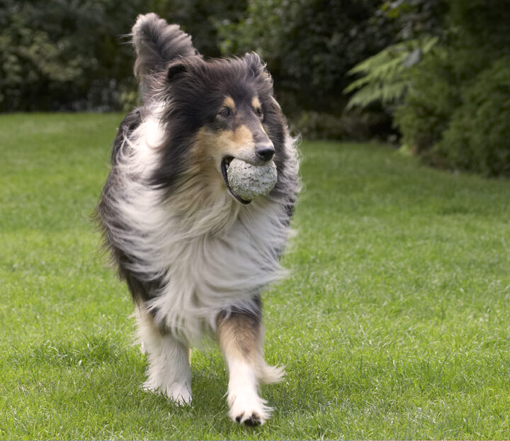 Collies, Dog, Dogs, Rough Collie, Scooby