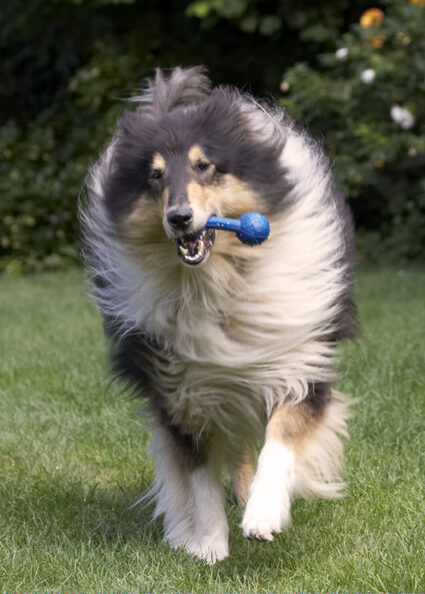 Collies, Dog, Dogs, Rough Collie, Scooby