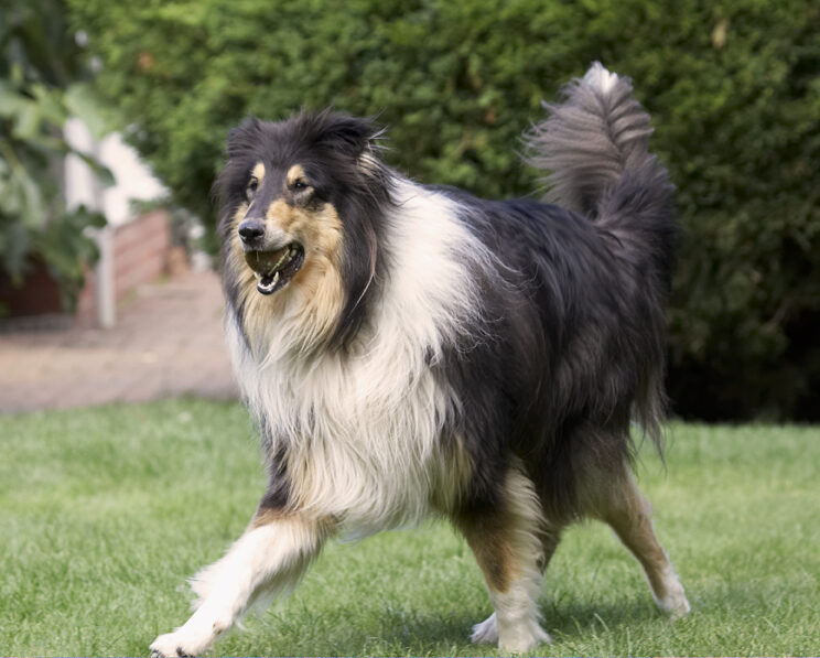 Collies, Dog, Dogs, Rough Collie, Scooby