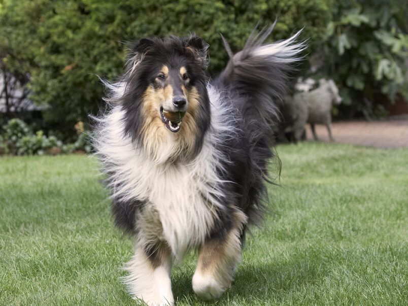 Collies, Dog, Dogs, Rough Collie, Scooby