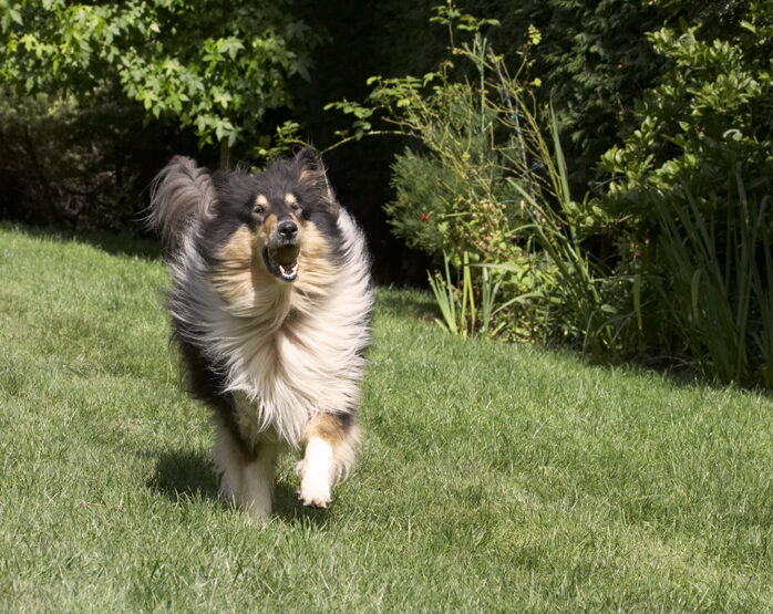 Collies, Dog, Dogs, Rough Collie, Scooby