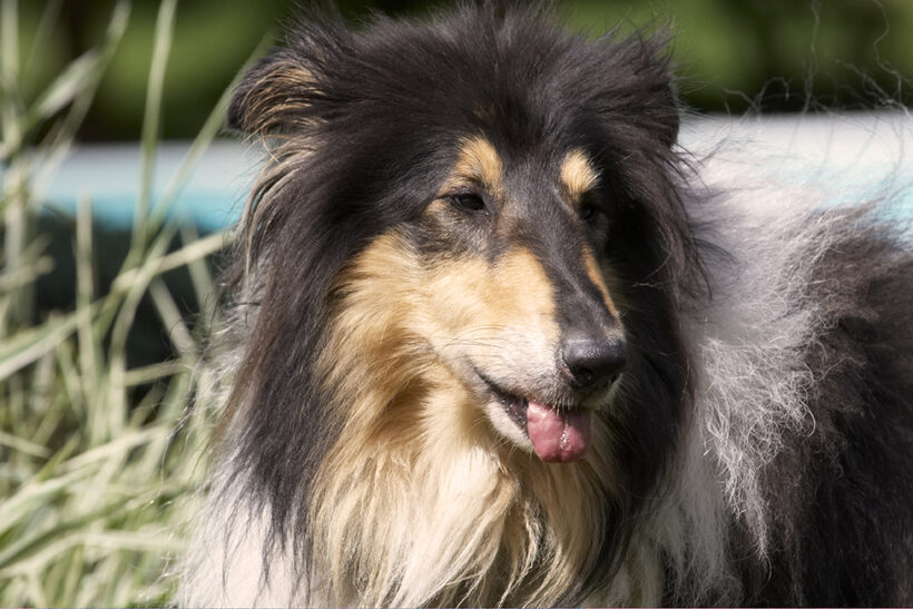 Collies, Dog, Dogs, Rough Collie, Scooby, Tongue