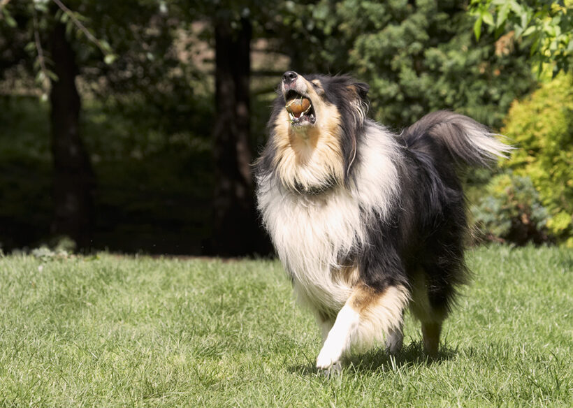 Collies, Dog, Dogs, Rough Collie, Scooby