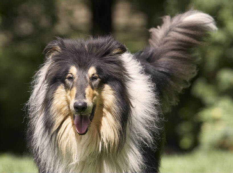 Collies, Dog, Dogs, Rough Collie, Scooby, Tongue
