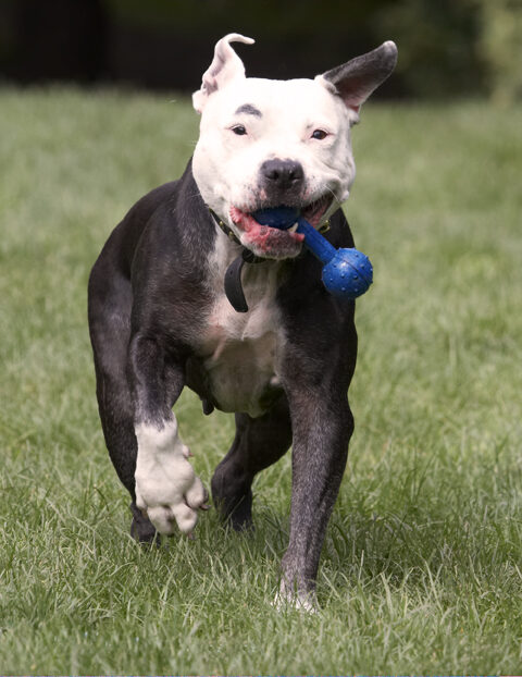 Dog, Dogs, Kess, Staffordshire Bull Terrier, Terriers