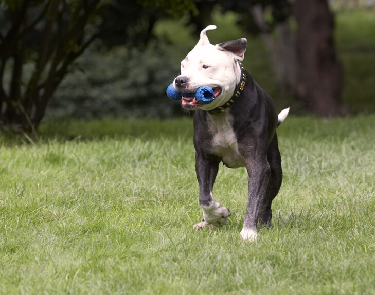 Dog, Dogs, Kess, Staffordshire Bull Terrier, Terriers