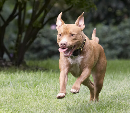 Dog, Dogs, Honey, Staffordshire Bull Terrier, Terriers, Tongue