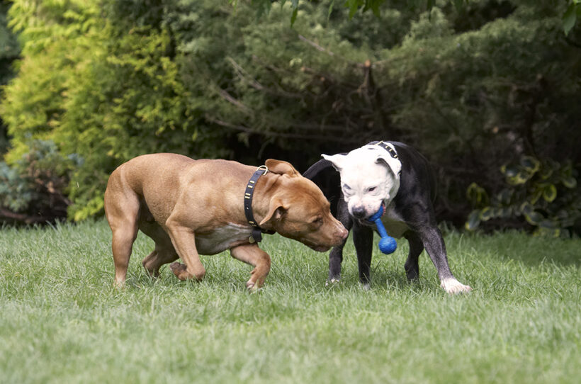 Dog, Dogs, Honey, Kess, Staffordshire Bull Terrier, Terriers