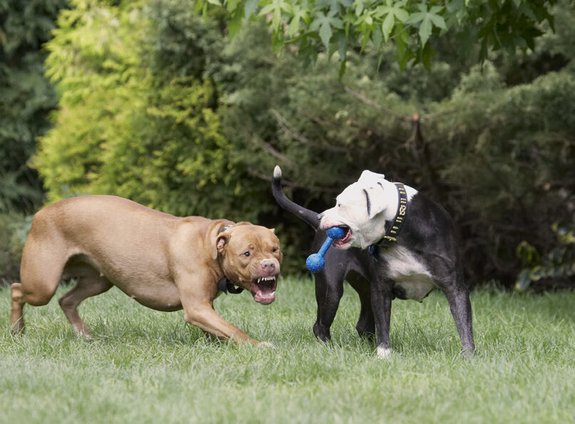 Dog, Dogs, Honey, Kess, Staffordshire Bull Terrier, Terriers
