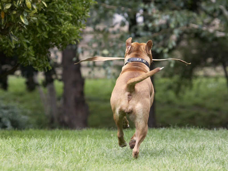 Dog, Dogs, Honey, Staffordshire Bull Terrier, Terriers