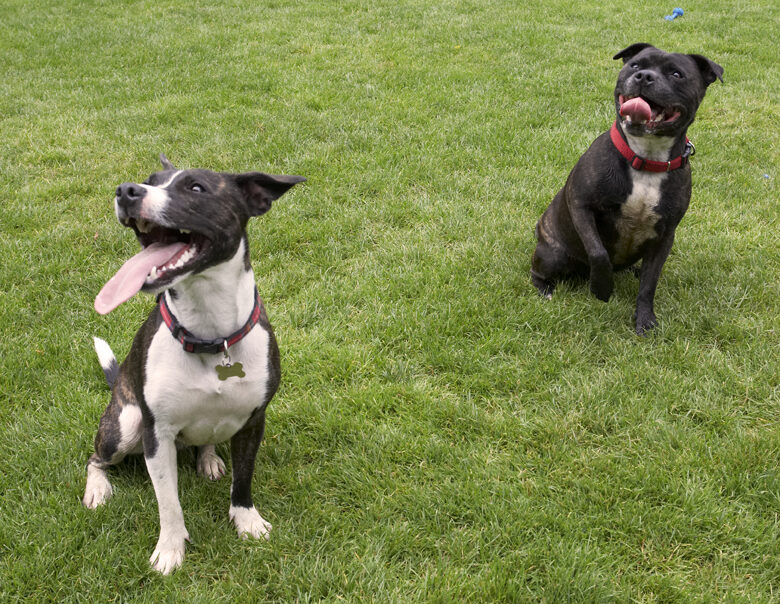 Dog, Dogs, Kira, Sasha, Staffordshire Bull Terrier, Terriers, Tongue