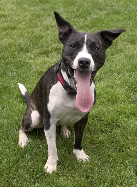 Dog, Dogs, Sasha, Staffordshire Bull Terrier, Terriers, Tongue