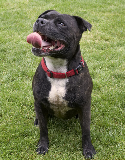 Dog, Dogs, Kira, Staffordshire Bull Terrier, Terriers, Tongue