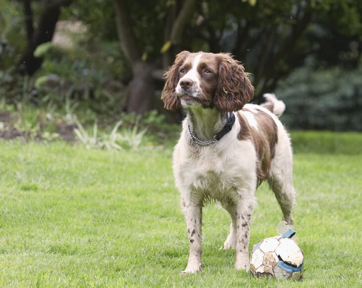 Ball, Dog, Dogs, Holly, Spaniels, Springer Spaniel