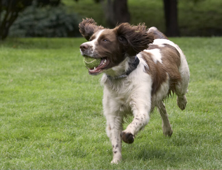 Ball, Dog, Dogs, Holly, Spaniels, Springer Spaniel