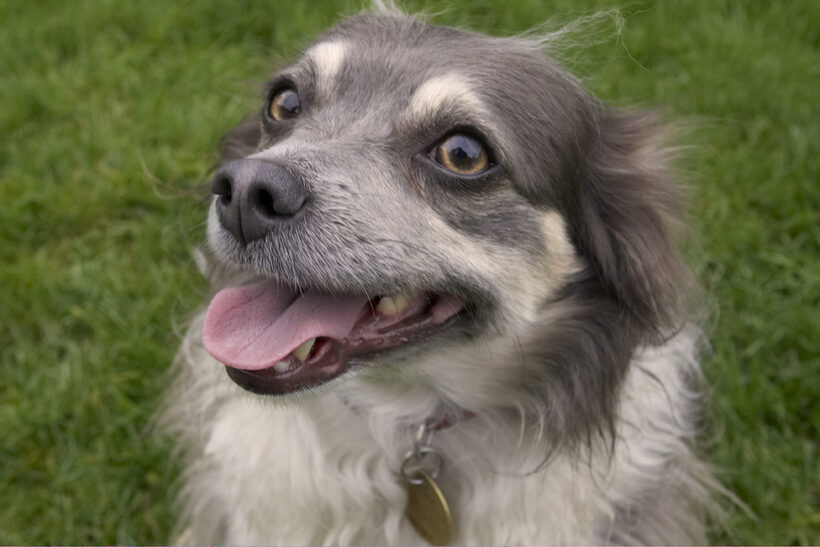 Dog, Dogs, Longhaired Chihuahua, Rose, Tongue