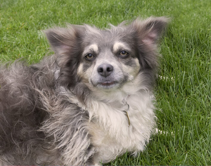 Dog, Dogs, Longhaired Chihuahua, Rose