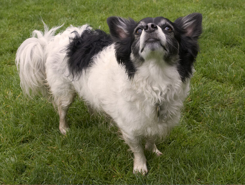 Dog, Dogs, Long Haired Chihuahua, Matt