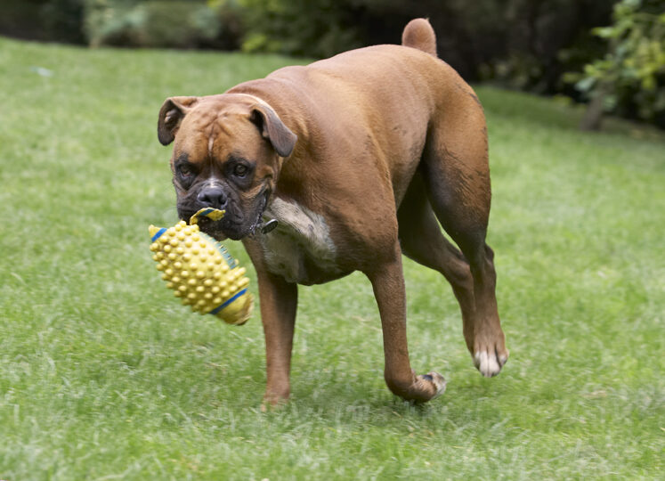 Boxer, Boxers, Dog, Dogs, Nog