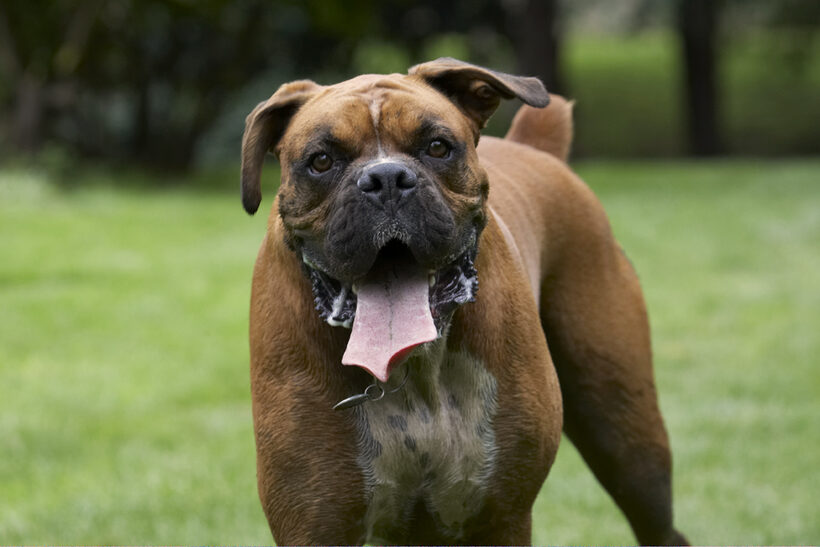 Boxer, Boxers, Dog, Dogs, Nog, Tongue