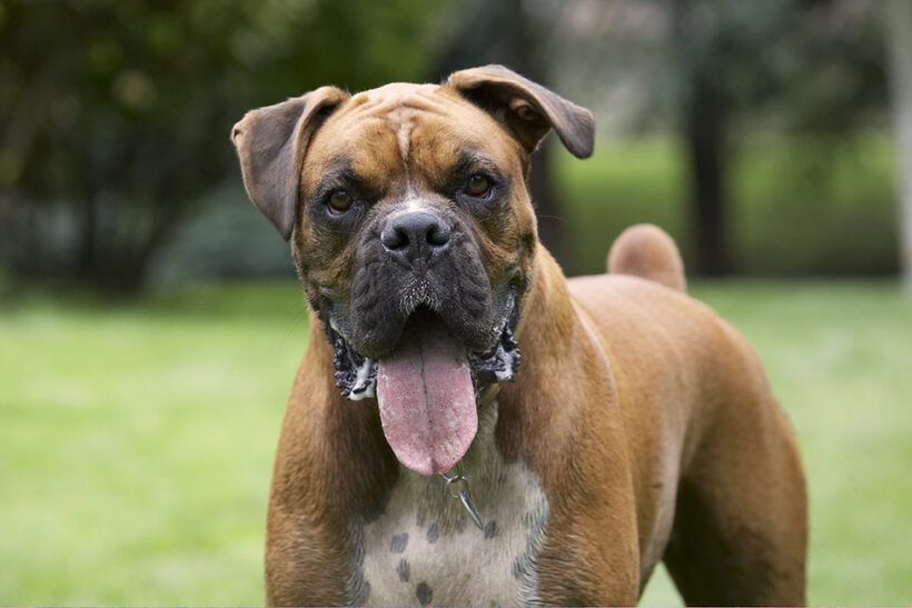 Boxer, Boxers, Dog, Dogs, Nog, Tongue