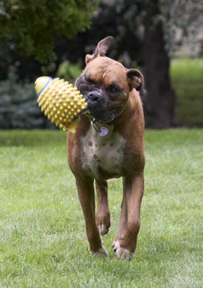 Boxer, Boxers, Dog, Dogs, Nog
