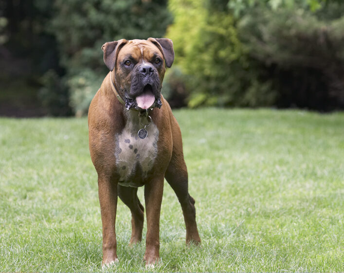 Boxer, Boxers, Dog, Dogs, Nog, Tongue