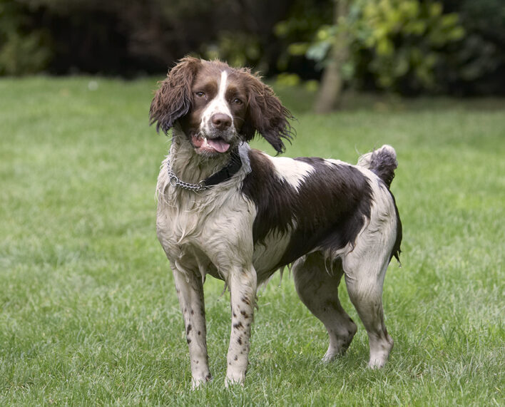 Dog, Dogs, Holly, Springer Spaniel, Tongue
