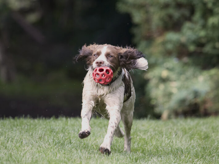 Ball, Dog, Dogs, Holly, Springer Spaniel