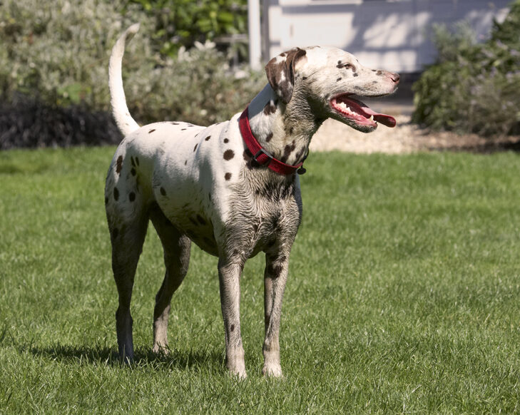 Dalmatian, Dalmatians, Dog, Dogs, MIA, Tongue