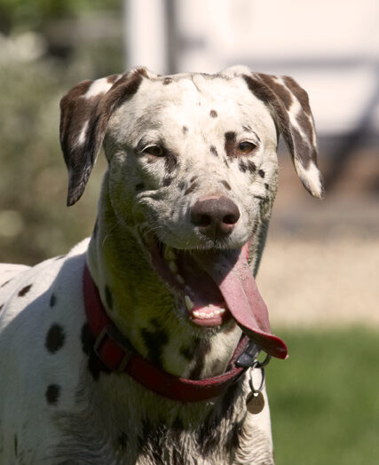 Dalmatian, Dalmatians, Dog, Dogs, MIA, Tongue