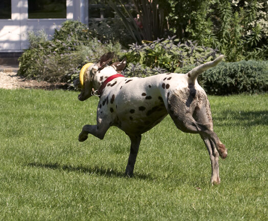 Dalmatian, Dalmatians, Dog, Dogs, MIA